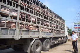 Báo động dịch tả heo đang trở lại