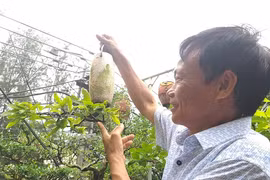 Ngắm dàn bonsai "mọc ngược" cực độc lạ của lão gàn xứ Quảng