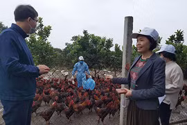 Tìm "sao" OCOP cho sản phẩm gà tần thuốc bắc đóng hộp