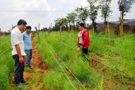 Chư Prông: Hướng đến vùng chuyên canh nông nghiệp công nghệ cao