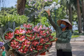 Ngẩn ngơ với mùa sen trong phố