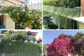 Những loại cây tuyệt vời giúp hạ nhiệt căn phòng những ngày hè oi bức