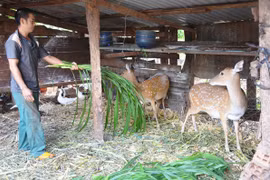 Nuôi hươu, nai cho thu nhập khá