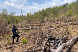 Ủy ban nhân dân tỉnh Gia Lai chỉ đạo xác minh thông tin phá rừng ở Ia Pa