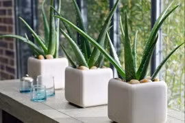 Gợi ý những loại cây cảnh trồng trong nhà bếp