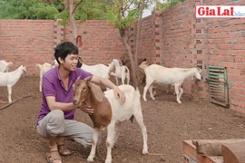 Phát triển kinh tế từ nuôi dê Boer lai Bách Thảo