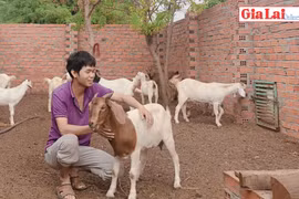 Phát triển kinh tế từ nuôi dê Boer lai Bách Thảo