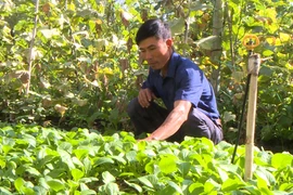 Cựu chiến binh tiên phong trồng rau an toàn