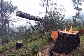 "Cơn bão" phá rừng càn quét dãy Langbiang