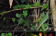 Phát hiện 3 loài thực vật và 3 loài côn trùng mới tại Việt Nam