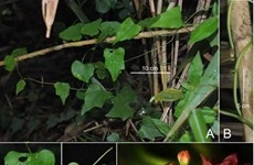 Phát hiện 3 loài thực vật và 3 loài côn trùng mới tại Việt Nam