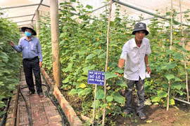 Phú Thiện: Chi hội, tổ hội nghề nghiệp phát huy hiệu quả