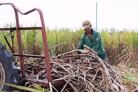 Khơi thông nguồn năng lượng sinh khối