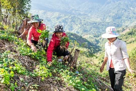 Rủ nhau lên núi trồng thứ sâm này, bán được cả củ lẫn lá