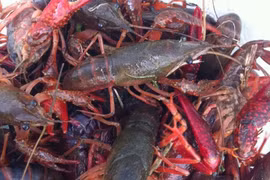 Phòng virus lạ xâm nhiễm vào Việt Nam, "truy" tôm Trung Quốc nhập lậu