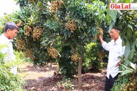 Thu nhập "khủng" từ vườn nhãn trái vụ