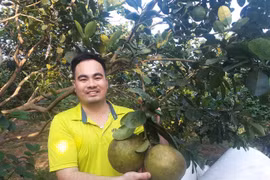 Nông dân 9X đã đẹp trai lại có tài viết "cẩm nang" trồng bưởi da xanh bách phát bách trúng