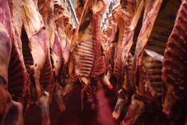 Lò mổ bị phát hiện là ổ lây truyền Covid-19 lớn nhất ở Úc