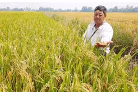 Sự thật về giống lúa Thiên Đàng