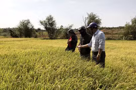 Liên kết sản xuất lúa chất lượng cao: Nhiều triển vọng