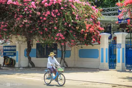 Sắc hồng rực rỡ của hoa giấy ở phố biển Nha Trang