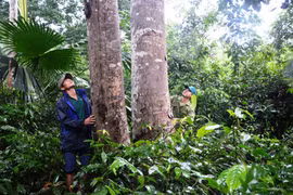 Người đàn ông "mãnh hổ" và cánh rừng lim bạc tỷ