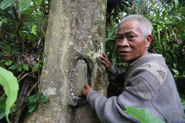 Kỳ công nghề làm nhà cho... ong ở để lấy mật của người Giẻ Triêng