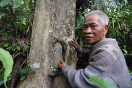 Kỳ công nghề làm nhà cho... ong ở để lấy mật của người Giẻ Triêng