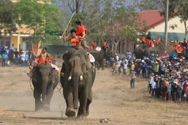 Buôn Đôn (Đắk Lắk): Sẵn sàng cho Hội voi 2019