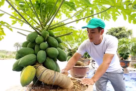 "Săn" đu đủ bonsai dáng siêu độc, quả đẻ chi chít chơi tết