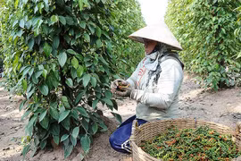 Xây dựng thương hiệu: Yếu tố "sống còn" của nông sản