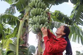 Kbang: Nông dân thu nhập ổn định từ cây chuối