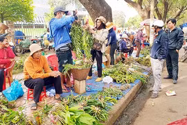Cạn kiệt lan rừng