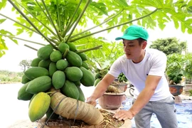 "Săn" đu đủ bonsai dáng siêu độc, quả đẻ chi chít chơi tết