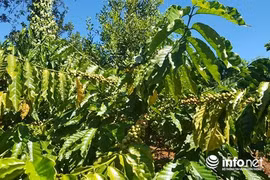 Vào vườn mắc ca: Dân Tây Nguyên mòn mỏi trông chờ "nữ hoàng" ra trái