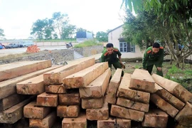 Triệt phá nhóm lâm tặc khai thác gỗ trái phép