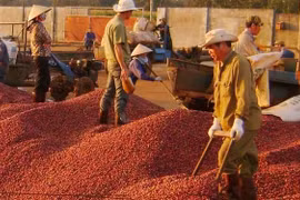 Xuất khẩu tiêu, cà phê chưa hết lo trong năm 2019