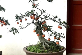 Hồng đá bonsai giá 1 tỷ đồng: Đại gia bí ẩn xuống tiền chơi Tết