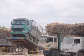 Nhà máy Đường An Khê triển khai quy trình mua mía nguyên liệu