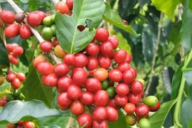 Càphê ngồi trên lửa