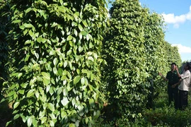 Cựu chiến binh Ia Vê giúp nhau vươn lên thoát nghèo