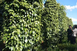 Cựu chiến binh Ia Vê giúp nhau vươn lên thoát nghèo