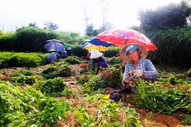 Đãi "vàng" trên cát bạc