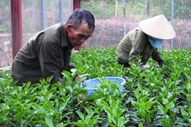 'Buông' vài năm sẽ sập ngay!