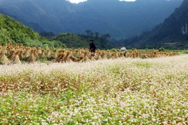 Mùa hoa tam giác mạch