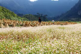 Mùa hoa tam giác mạch