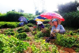 Đãi "vàng" trên cát bạc