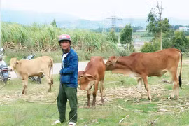 Gia Lai 188 hộ nghèo được hỗ trợ bò giống