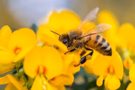 Giọt mật giữa rừng xanh huyện Kbang