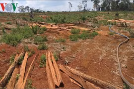 Nông nghiệp Tây Nguyên tiểm ẩn nguy cơ phát triển không bền vững